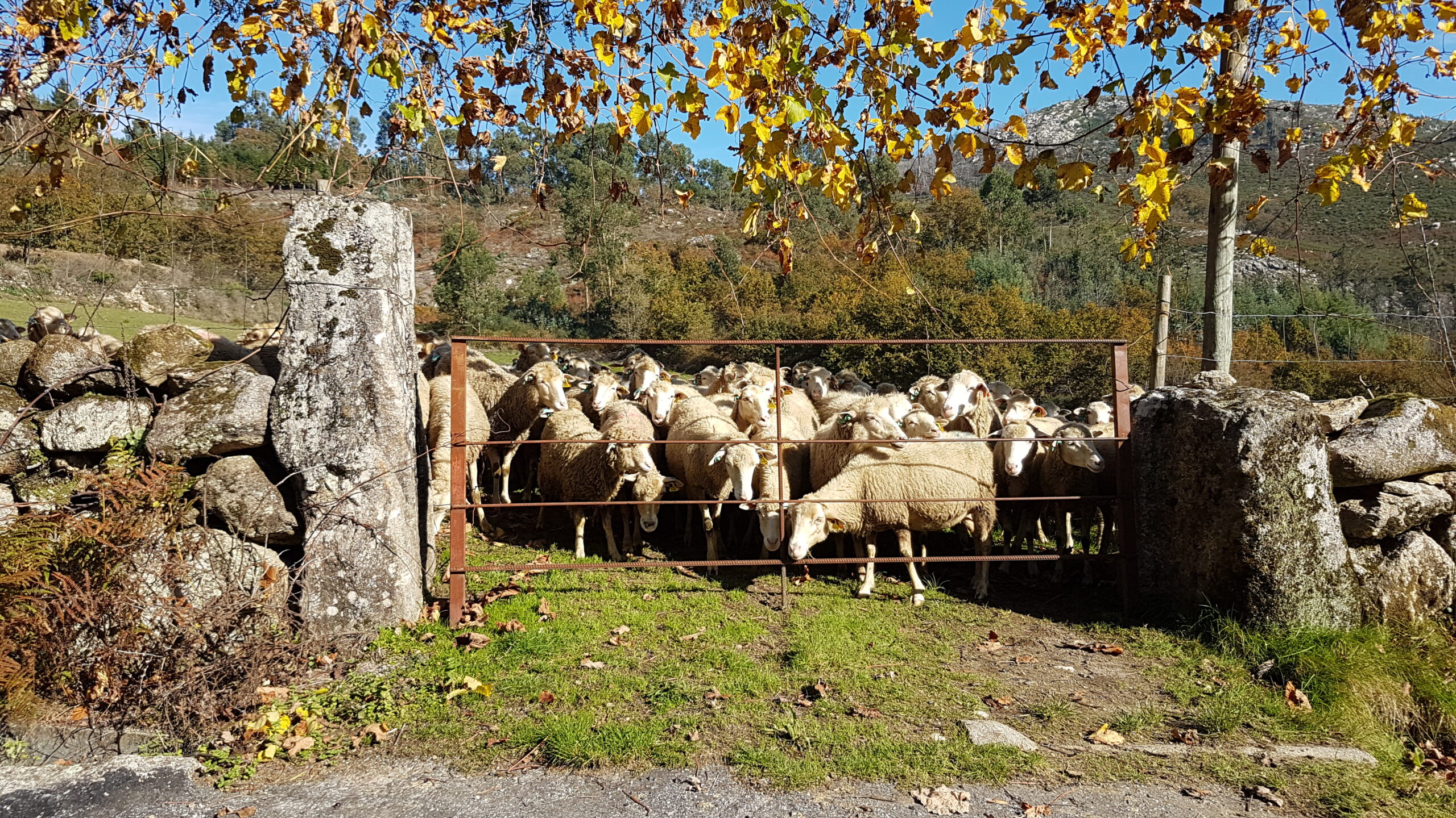 Bordaleira de Entre Douro e Minho