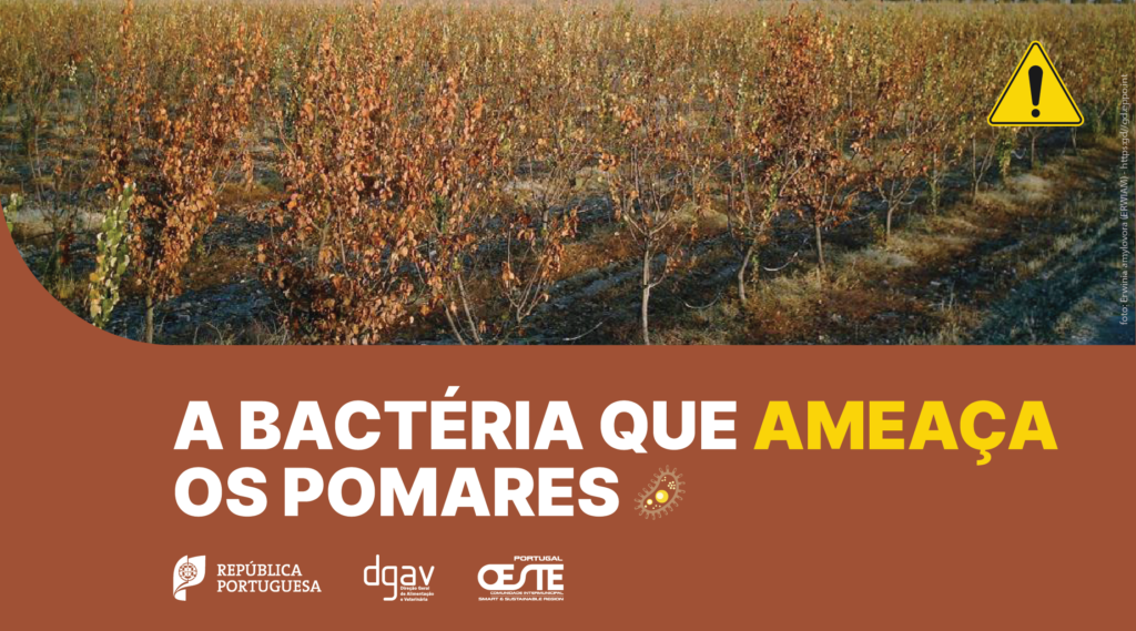 A bactéria que ameaça os pomares