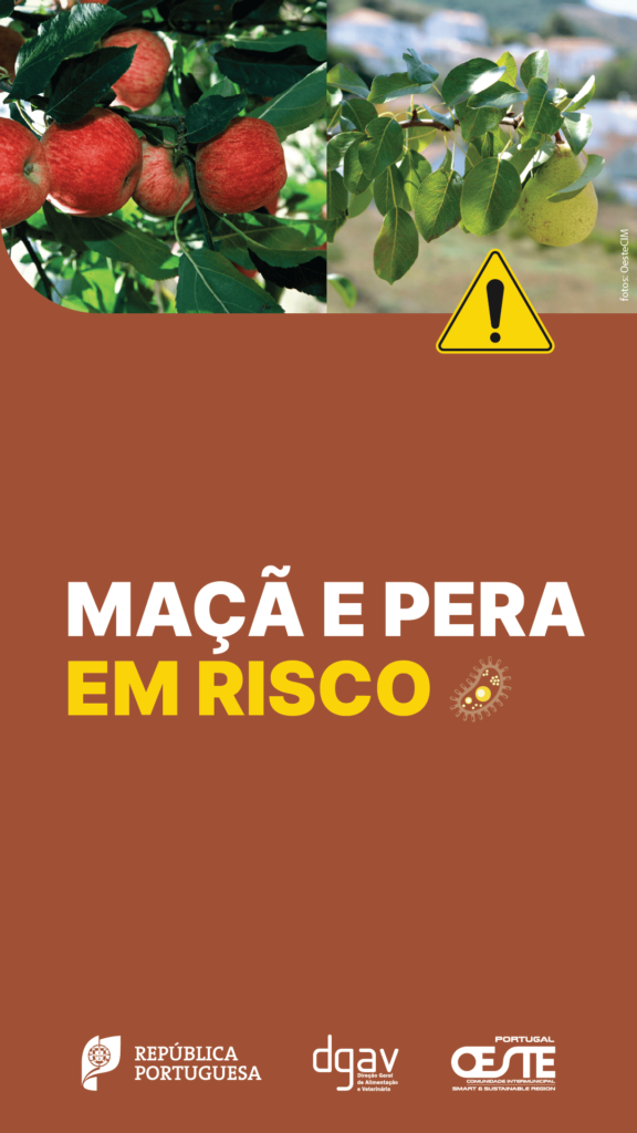 Maçã e Pera em Risco